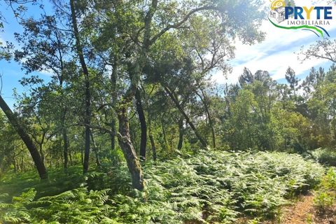 Farm i Serta, Castelo Branco, Serta - € 21.500 | Ref: AS159 - foto 19