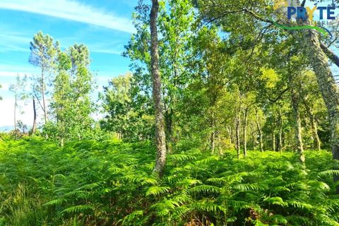 Farm i Serta, Castelo Branco, Serta - € 21.500 | Ref: AS159 - foto 20
