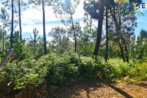 Farm i Serta, Castelo Branco, Serta - € 21.500 | Ref: AS159 - foto 22