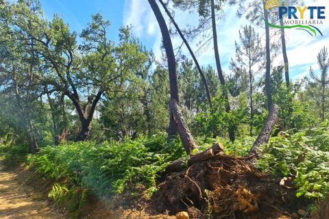Farm i Serta, Castelo Branco, Serta - € 21.500 | Ref: AS159 - foto 23