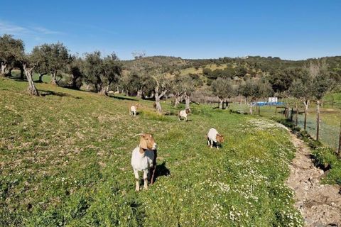 Helårsgrund i Evora, Evora, Evora - € 1.500.000 | Ref: C0500-00210 - foto 17