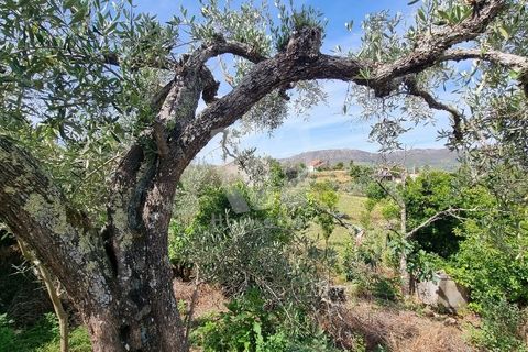 Byhus i Castelo Branco, Castelo Branco, Castelo Branco - € 17.000 | Ref: H789 - foto 1