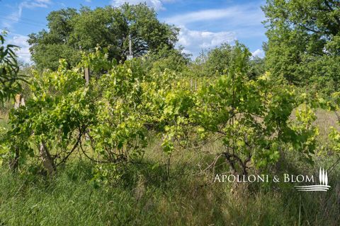 Byhus i Montegabbione, Terni, Montegabbione - € 550.000 | Ref: MNG3681-1367590 - foto 32