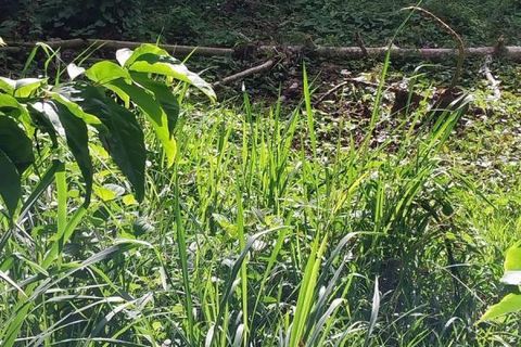 Helårsgrund i Joseph, Martinique, Joseph - € 122.000 | Ref: 1547 - foto 2
