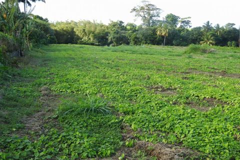 Terra a Basse-Pointe, Martinique, Basse-Pointe - € 76.000 | Ref: 1841-3 - foto 2
