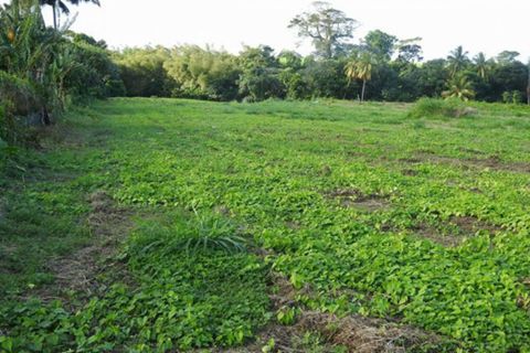 Terra a Basse-Pointe, Martinique, Basse-Pointe - € 83.000 | Ref: 1871-7 - foto 3