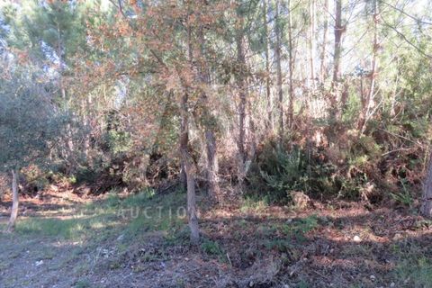 Helårsgrund i Fatima, Santarem, Fatima - € 52.498 | Ref: AV1203_V1 - foto 13