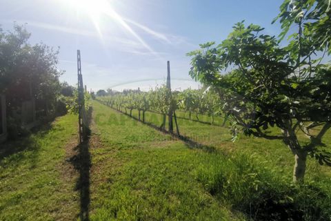 Helårsgrund i Capua, Caserta, Capua - € 39.000 | Ref: 39TERRENO - foto 2