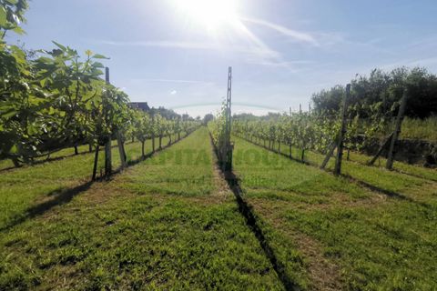 Helårsgrund i Capua, Caserta, Capua - € 39.000 | Ref: 39TERRENO - foto 3