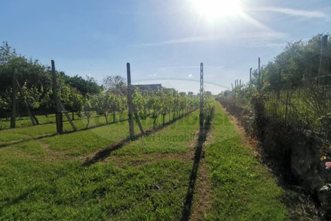 Helårsgrund i Capua, Caserta, Capua - € 39.000 | Ref: 39TERRENO - foto 4