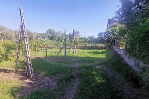 Helårsgrund i Capua, Caserta, Capua - € 39.000 | Ref: 39TERRENO - foto 8