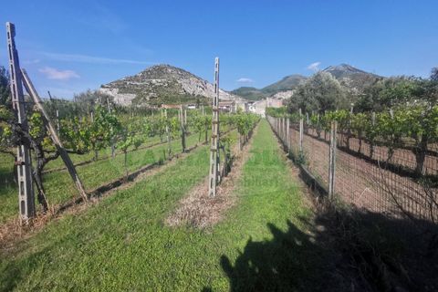 Helårsgrund i Capua, Caserta, Capua - € 39.000 | Ref: 39TERRENO - foto 10