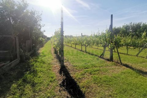 Helårsgrund i Capua, Caserta, Capua - € 39.000 | Ref: 39TERRENO - foto 15
