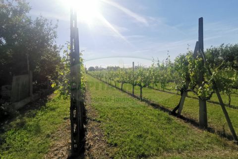 Helårsgrund i Capua, Caserta, Capua - € 39.000 | Ref: 39TERRENO - foto 16