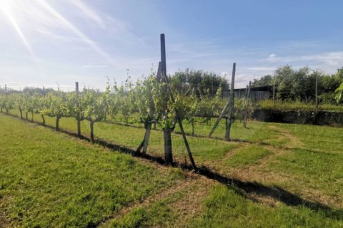 Helårsgrund i Capua, Caserta, Capua - € 39.000 | Ref: 39TERRENO - foto 17