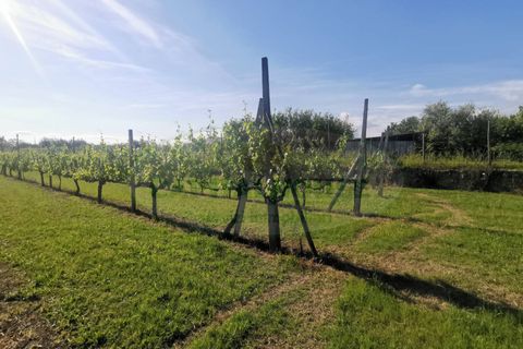 Helårsgrund i Capua, Caserta, Capua - € 39.000 | Ref: 39TERRENO - foto 19