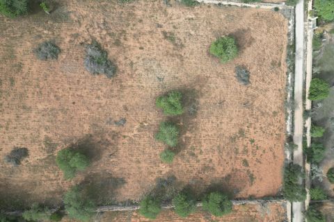 Landejendom i Llucmajor, Mallorca, Llucmajor - € 5.400.000 | Ref: SWOLLU5414 - foto 8