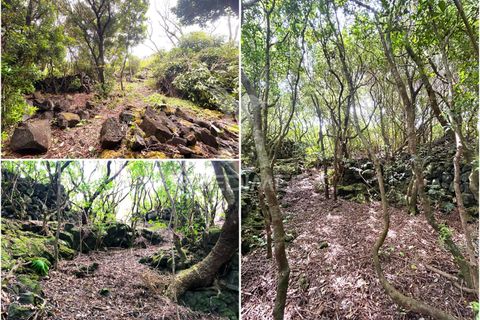 Helårsgrund i Sao Roque do Pico, Pico, Sao Roque do Pico - € 100.000 | Ref: 061129 - foto 23