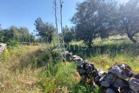 Helårsgrund i Batalha, Leiria, Batalha - € 25.000 | Ref: ZMPT589688 - foto 1