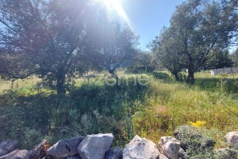Helårsgrund i Batalha, Leiria, Batalha - € 25.000 | Ref: ZMPT589688 - foto 5