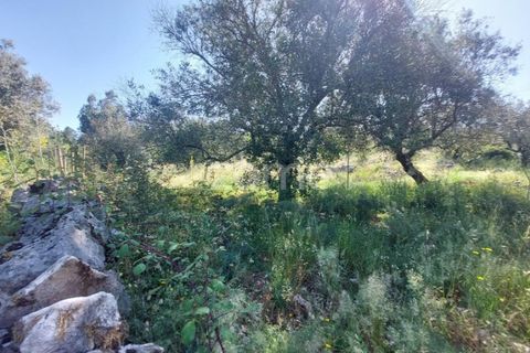 Helårsgrund i Batalha, Leiria, Batalha - € 25.000 | Ref: ZMPT589688 - foto 6