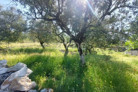 Helårsgrund i Batalha, Leiria, Batalha - € 25.000 | Ref: ZMPT589688 - foto 7
