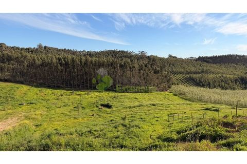 Helårsgrund i Cadaval, Lisbon, Cadaval - € 100.000 | Ref: 1736 - foto 8