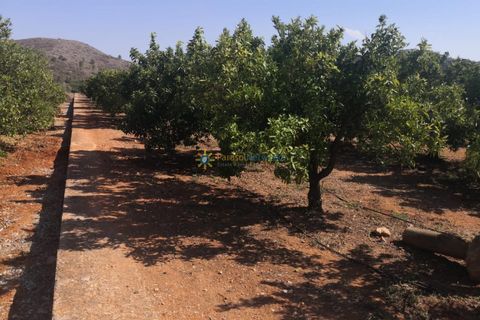 Helårsgrund i Oliva, Valencia, Oliva - € 28.000 | Ref: PNPT267 - foto 1