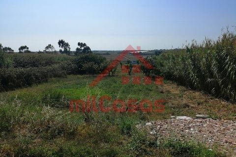 Helårsgrund i Torres Vedras, Lisbon, Torres Vedras - € 68.500 | Ref: M3344 TVD (2) - foto 2