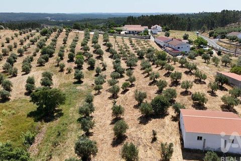 Terra a Rio Maior, Santarem, Rio Maior - € 98.000 | Ref: 139147 - foto 3