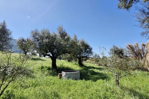 Terra a Rio Maior, Santarem, Rio Maior - € 98.000 | Ref: 139147 - foto 6