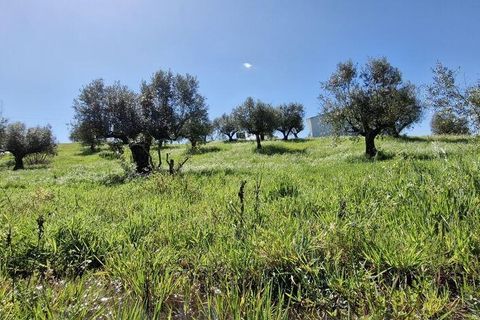 Terra a Rio Maior, Santarem, Rio Maior - € 98.000 | Ref: 139147 - foto 7