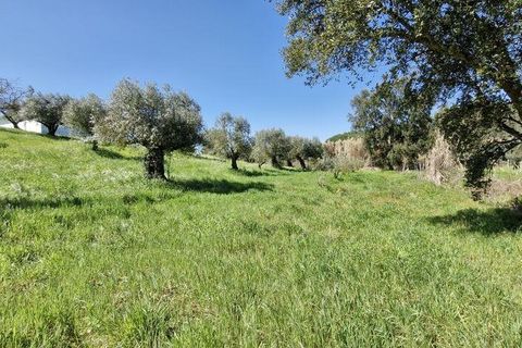 Terra a Rio Maior, Santarem, Rio Maior - € 98.000 | Ref: 139147 - foto 8