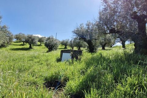 Terra a Rio Maior, Santarem, Rio Maior - € 98.000 | Ref: 139147 - foto 9