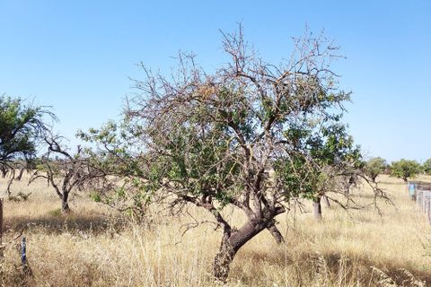 Terra a Inca, Mallorca, Inca - € 420.000 | Ref: 1018 - foto 6