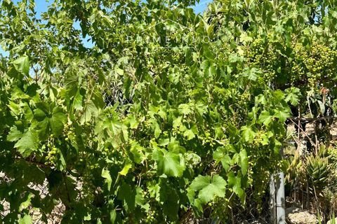Villa i L'Ampolla, Tarragona, L'Ampolla - € 240.000 | Ref: 1172 - foto 36