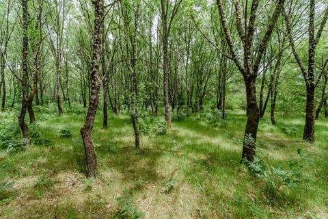Erhvervsejendom i Seia, Guarda, Seia - € 760.000 | Ref: 382260046 - foto 6