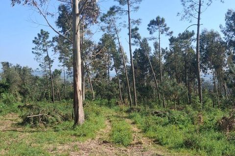 Helårsgrund i Alcobaca, Leiria, Alcobaca - € 375.000 | Ref: 883919 - foto 9