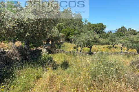 Helårsgrund i Castelo Branco, Castelo Branco, Castelo Branco - € 36.000 | Ref: 5550/AC-FA - foto 12