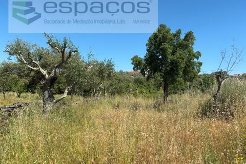 Helårsgrund i Castelo Branco, Castelo Branco, Castelo Branco - € 36.000 | Ref: 5550/AC-FA - foto 13