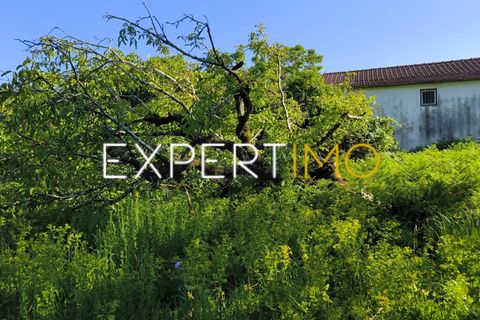 Helårsgrund i Pombal, Leiria, Pombal - € 20.000 | Ref: TRU_2968_JAAD - foto 16