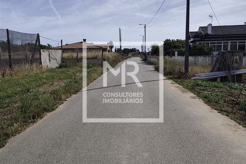 Terra a Vagos, Aveiro, Vagos - € 145.000 | Ref: 80/2026 - foto 13