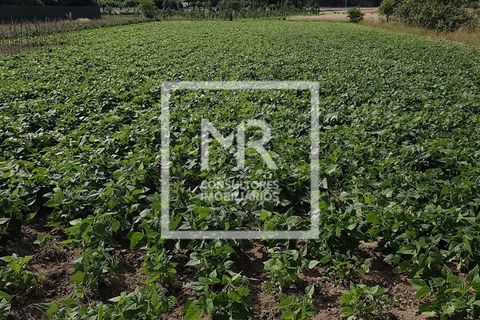 Terra a Vagos, Aveiro, Vagos - € 145.000 | Ref: 80/2026 - foto 14