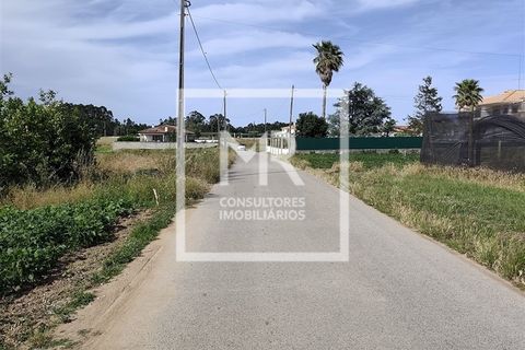 Terra a Vagos, Aveiro, Vagos - € 145.000 | Ref: 80/2026 - foto 15