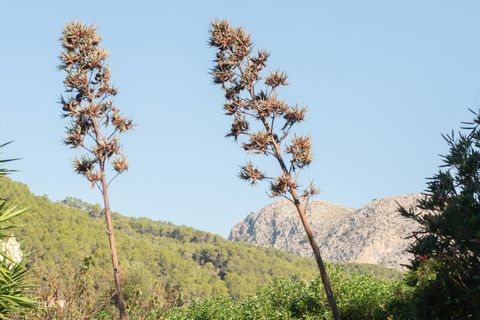 Landejendom i Andratx, Mallorca, Andratx - € 1.650.000 | Ref: 361-11763P - foto 23