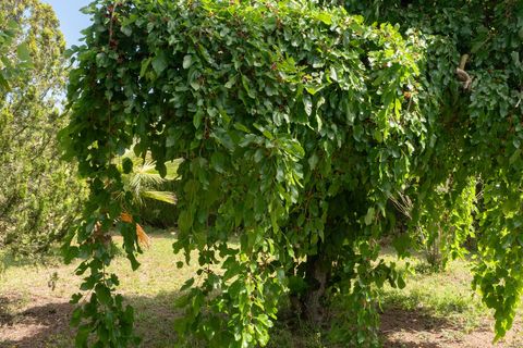Finca i Inca, Mallorca, Inca - € 1.150.000 | Ref: 361-13189P - foto 15
