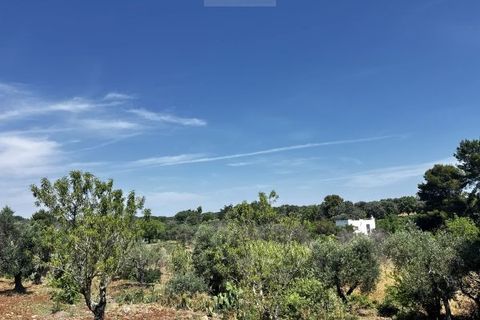 Terra a Carovigno, Brindisi, Carovigno - € 65.000 | Ref: LM1 plot w buil - foto 13