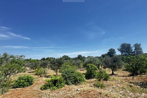 Terra a Carovigno, Brindisi, Carovigno - € 65.000 | Ref: LM1 plot w buil - foto 16