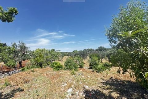 Terra a Carovigno, Brindisi, Carovigno - € 65.000 | Ref: LM1 plot w buil - foto 15