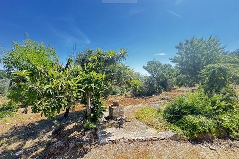 Terra a Carovigno, Brindisi, Carovigno - € 65.000 | Ref: LM1 plot w buil - foto 14